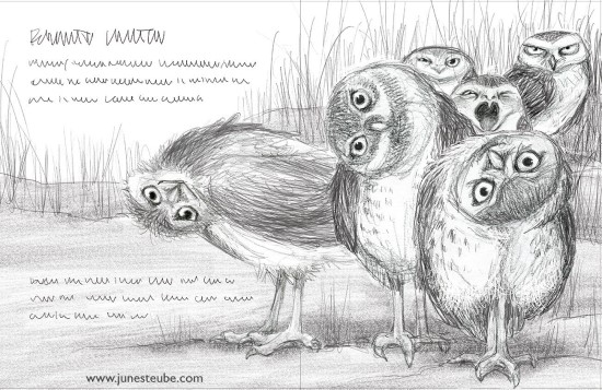 Burrowing Owl Sketch by June Steube