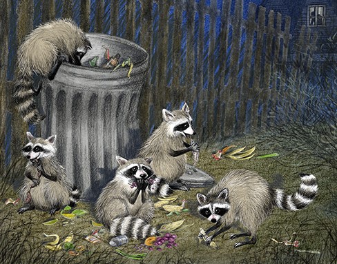 Racoon Rascals Illustration by June Steube